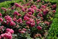 Ground cover rose, Rosa \'Palmengarten Frankfurt\', blooms with dark pink flowers in July in the park. Berlin, Germany Royalty Free Stock Photo