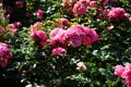 Ground cover rose, Rosa \'Palmengarten Frankfurt\', blooms with dark pink flowers in July in the park. Berlin, Germany Royalty Free Stock Photo