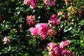 Ground cover rose, Rosa \'Palmengarten Frankfurt\', blooms with dark pink flowers in July in the park. Berlin, Germany Royalty Free Stock Photo