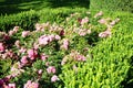 Ground cover rose, Rosa \'Palmengarten Frankfurt\', blooms with dark pink flowers in July in the park. Berlin, Germany Royalty Free Stock Photo