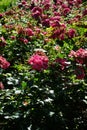 Ground cover rose, Rosa \'Palmengarten Frankfurt\', blooms with dark pink flowers in July in the park. Berlin, Germany Royalty Free Stock Photo