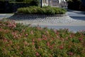 Ground cover roses are characterized by compact low growth.