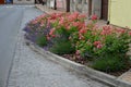 Ground cover roses are characterized by a compact low growth. Shoots may be upright at first, but soon spread over surface and som