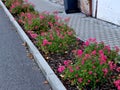 Ground cover roses are characterized by compact low growth. The shoots