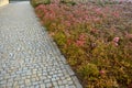 Ground cover roses on a large flowerbed. rose growth in front of the house on the cobblestone pavement near the square. low carpet Royalty Free Stock Photo