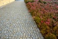 Ground cover roses on a large flowerbed. rose growth in front of the house on the cobblestone pavement near the square. low carpet Royalty Free Stock Photo