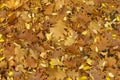 Ground covered with brown fallen leaves of red oak in November Royalty Free Stock Photo