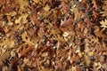 Ground covered with brown fallen leaves of red oak Royalty Free Stock Photo