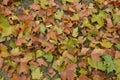 Ground covered by rusty colorful Platanus leaves. Dried autumn Sycamore leaves background. Royalty Free Stock Photo