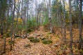 Ground covered with dried leaves during fall season Royalty Free Stock Photo