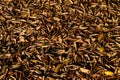 Ground covered in fallen dried out leaves glowing in evening light, as a nature background