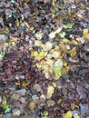 the ground is covered with fallen leaves