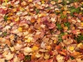 Ground covered with first yellow, orange and red maple leaves in green lawn. Defoliation Royalty Free Stock Photo