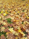 Ground covered with first yellow, orange and red maple leaves in green lawn. Defoliation. Warm toned fall background Royalty Free Stock Photo