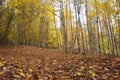 Ground Covered with Golden Autumn Leaves