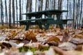 Ground covered golden Autumn Leaves Royalty Free Stock Photo