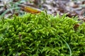 Ground covered with green moss close up Royalty Free Stock Photo