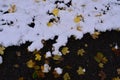 October Snow Winter Fall Confustion Royalty Free Stock Photo