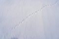 The ground covered with snow and the tracks of a mouse or common vole (microtus arvalis) Royalty Free Stock Photo