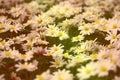 Ground covering plant in soft hues