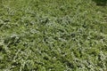 Ground covering shrub of Cotoneaster horizontalis in flower Royalty Free Stock Photo