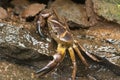 Ground crab closeup at Mulshi, Maharashtra