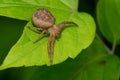 Ground Crab Spider - Genus Xysticus