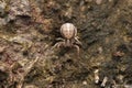 Ground crab spider, Satara, Maharashtra, India