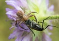 Ground crab spider, Xysticus feeding on caught beetle