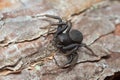 Ground crab spider, Xysticus robustus