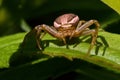 Ground crab spiders Xysticus cristatus