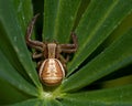 Ground crab spiders Xysticus cristatus