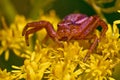 Ground crab spiders Xysticus cristatus