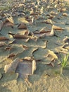 Ground cracked in dry season