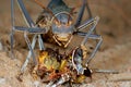 Ground cricket Royalty Free Stock Photo