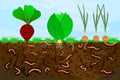 Ground cutaway with earthworms and vegetable. Earthworms in garden soil. Royalty Free Stock Photo