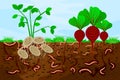 Ground cutaway with earthworms and vegetable. Earthworms in garden soil. Air and water passage in the soil created by earthworms. Royalty Free Stock Photo