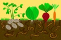 Ground cutaway with earthworms and vegetables. Air and Water Passage In the Soil Created by earthworms Royalty Free Stock Photo