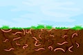 Ground cutaway with earthworms. Worms in garden soil. Royalty Free Stock Photo