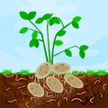 Ground cutaway with potatoes and earthworm. Earthworms in garden soil. Composting process with organic matter, microorganisms and Royalty Free Stock Photo