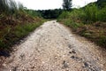 Ground or dirt trail and green vegetation in the wilderness