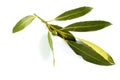 Ground dried bay leaf Royalty Free Stock Photo