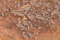 Ground in drought,soil texture and dry mud,land with dry cracked ground Royalty Free Stock Photo