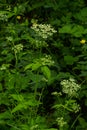 ground elder, herb gerard, bishop's weed, goutweed, gout wort, English or wild masterwort, or snow-in-the-mountain - Royalty Free Stock Photo