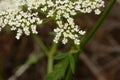 Ground elder, herb gerard, bishop`s weed, goutweed, gout wort Royalty Free Stock Photo