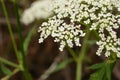 Ground elder, herb gerard, bishop`s weed, goutweed, gout wort Royalty Free Stock Photo