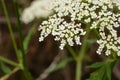 Ground elder, herb gerard, bishop`s weed, goutweed, gout wort Royalty Free Stock Photo