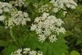 Ground elder, herb gerard, bishop`s weed, goutweed, gout wort Royalty Free Stock Photo