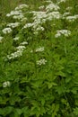 Ground elder, herb gerard, bishop`s weed, goutweed, gout wort Royalty Free Stock Photo