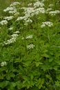 Ground elder, herb gerard, bishop`s weed, goutweed, gout wort Royalty Free Stock Photo